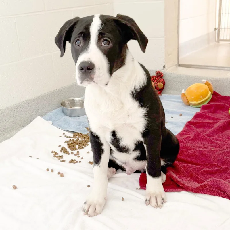 A young medium-sized male Black Mixed Breed dog named Mickey for adoption in Franklin, TN
