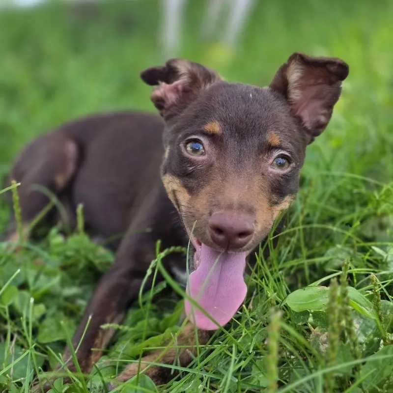 A baby medium-sized female Brown / Chocolate Miniature Pinscher dog named Mila for adoption in Alma, WI