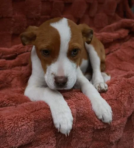 A young medium-sized female Pit Bull Terrier dog named Clover for adoption in Thief River Falls, MN