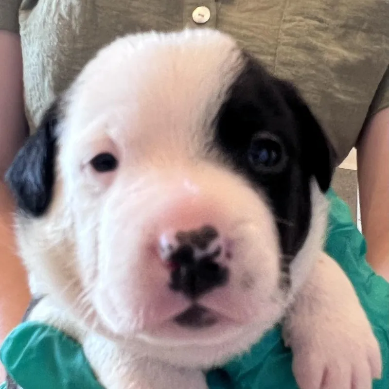 A baby medium-sized male Black Hound dog named #2 (Bonbon) for adoption in Chicago, IL