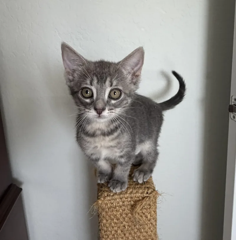 A baby medium-sized female Tabby (Gray / Blue / Silver) Domestic Short Hair cat named Lily for adoption in Queen Creek, AZ