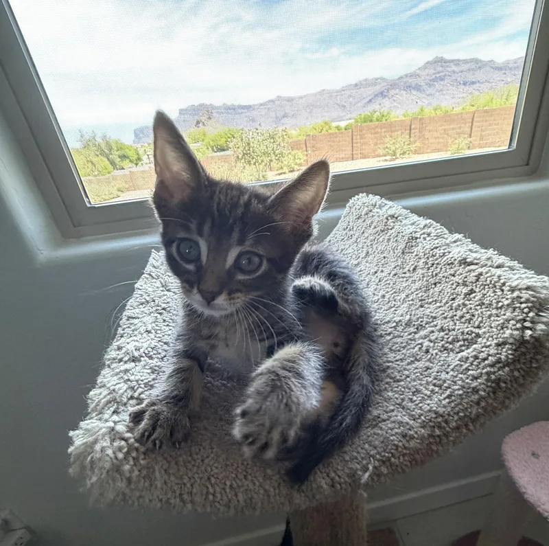 Lily thumbnail 3