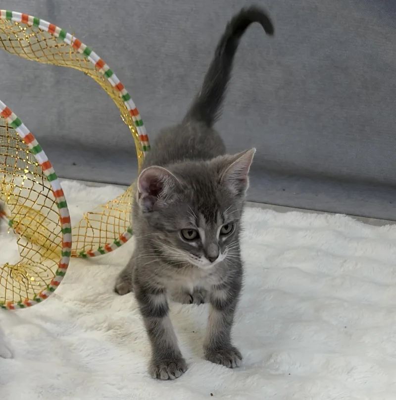 Lily thumbnail 5