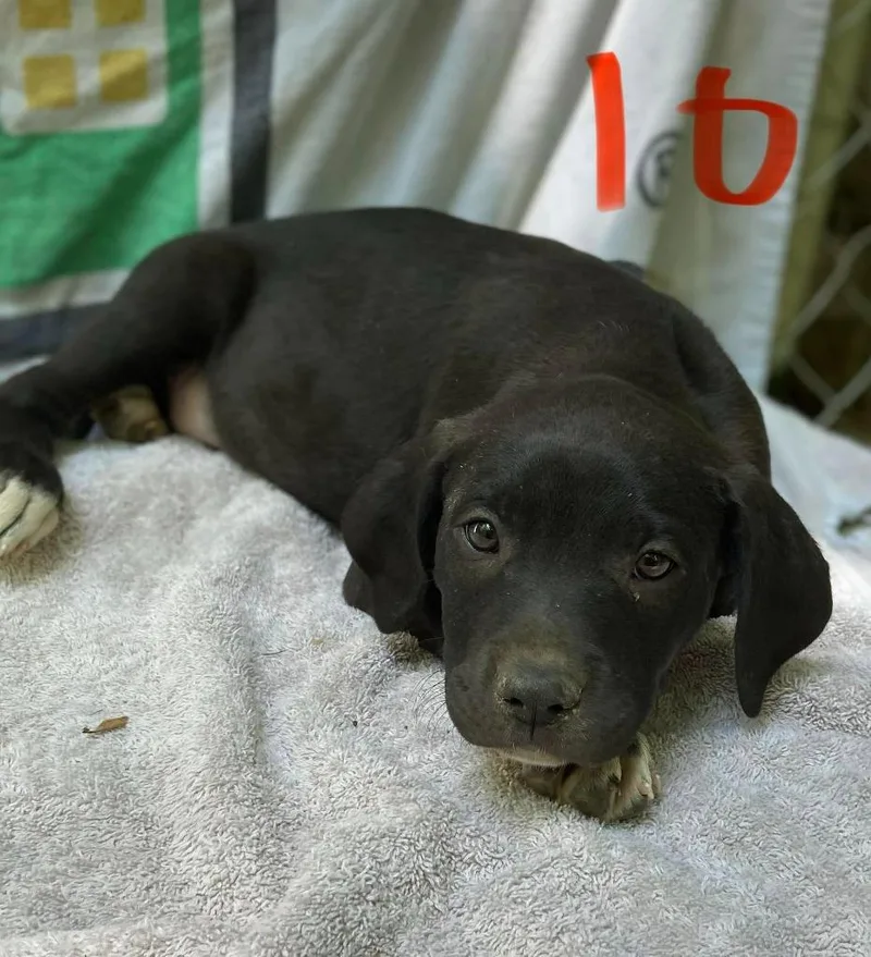 A baby large-sized male Mixed Breed dog named Ekko for adoption in Fond Du Lac, WI