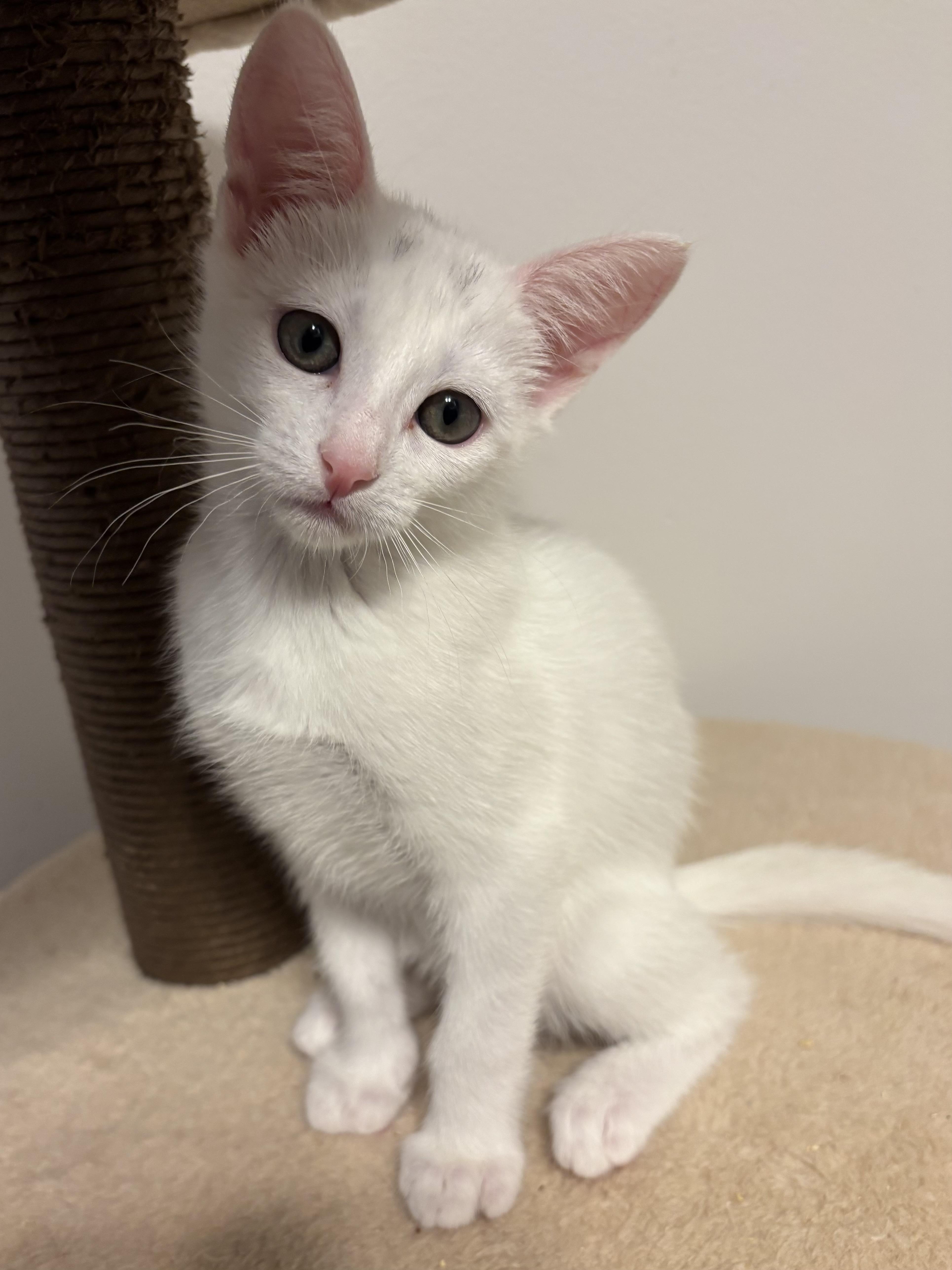 A baby medium-sized female White Domestic Short Hair cat named Zamboni and Puck for adoption in Renton , WA