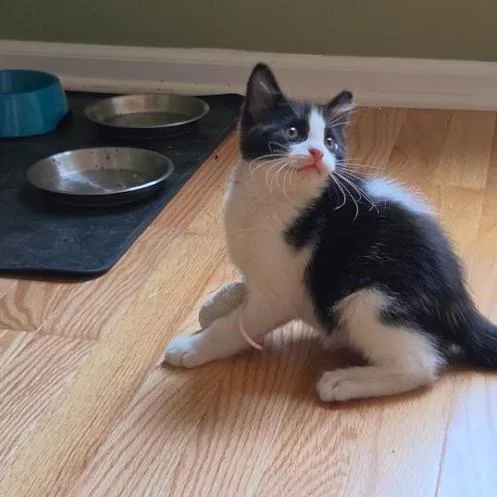 A baby small-sized male Black Domestic Short Hair cat named Crosby for adoption in Evanston, IL