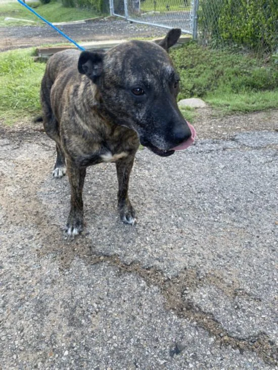 An adult large-sized female Mixed Breed dog named Ola for adoption in Dallas, TX