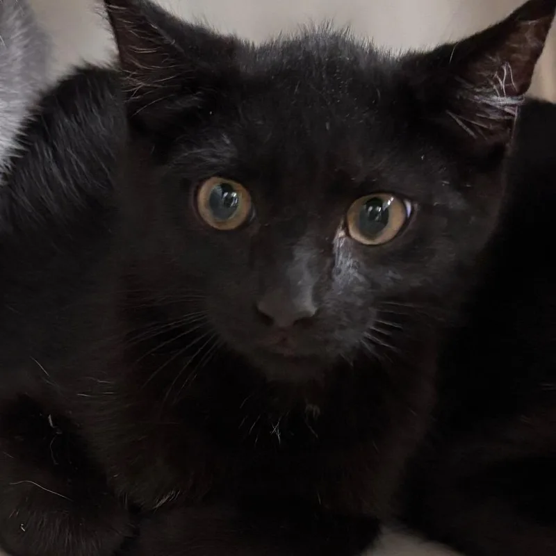 A baby small-sized male Black Domestic Short Hair cat named Dewey for adoption in Allentown, PA