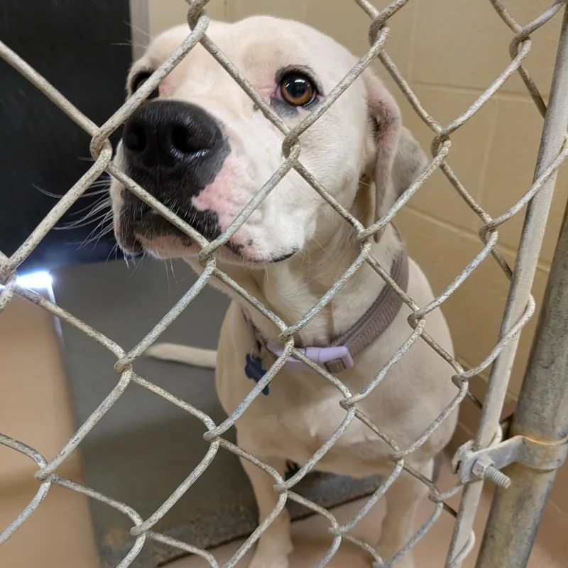 An adult medium-sized female White / Cream Boxer dog named Raya for adoption in Fairfax Station, VA