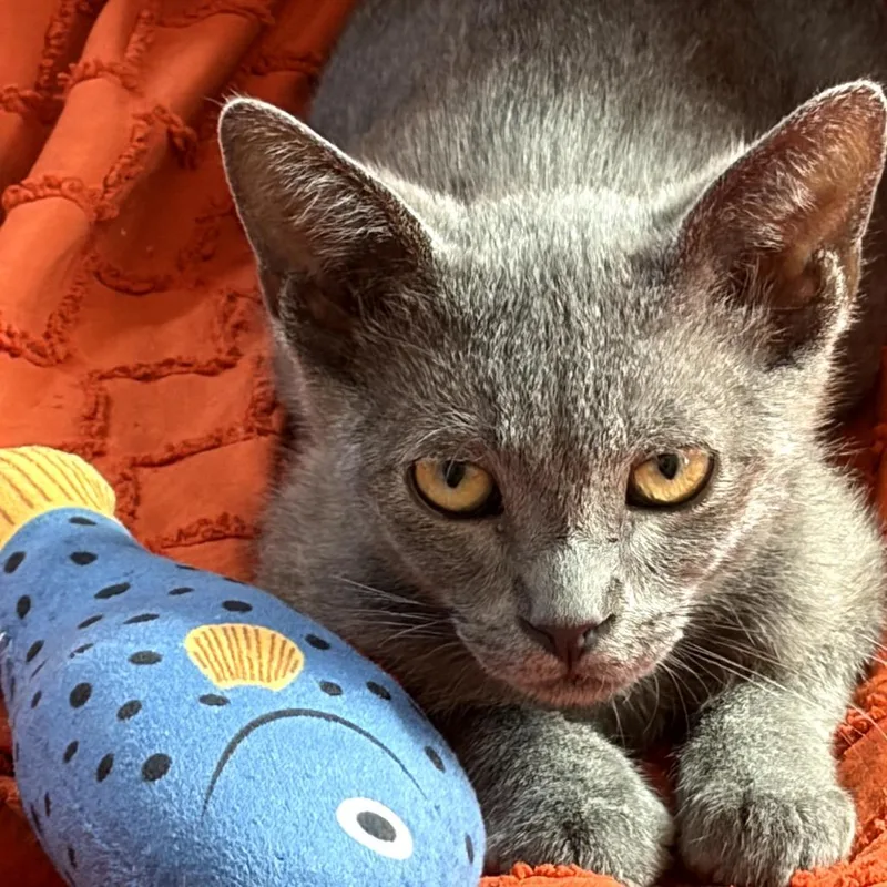 A baby small-sized male Gray / Blue / Silver Domestic Short Hair cat named Tito for adoption in Pacific Palisades, CA