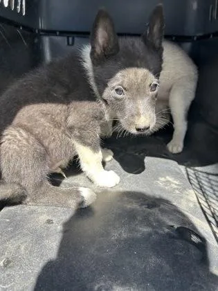 A baby small-sized male Husky dog named Keani for adoption in Fresno, CA