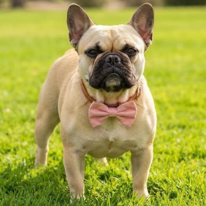 A young small-sized female French Bulldog dog named Daffodil the Potato for adoption in Las Vegas, NV