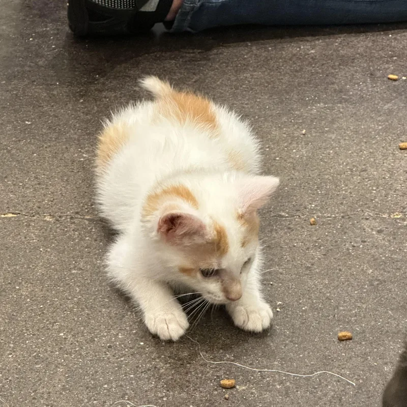 A baby medium-sized male Orange & White Domestic Short Hair cat named Zoro for adoption in Minneapolis, MN