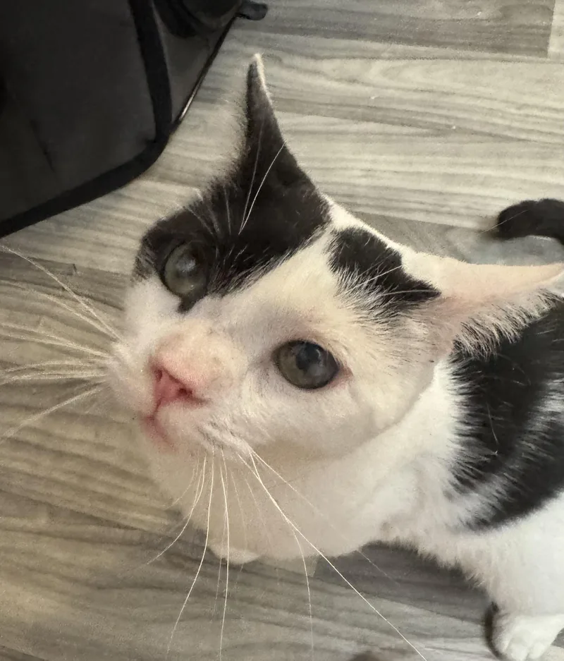 An adult medium-sized male Black & White / Tuxedo Domestic Short Hair cat named Scruffy for adoption in Hamilton, NJ