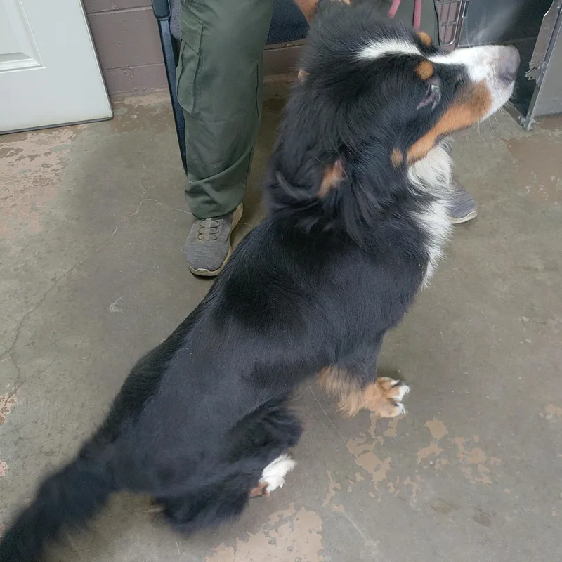 A young medium-sized female Tricolor (Brown, Black, & White) Bernese Mountain Dog dog named 26-081 for adoption in Carrollton, OH