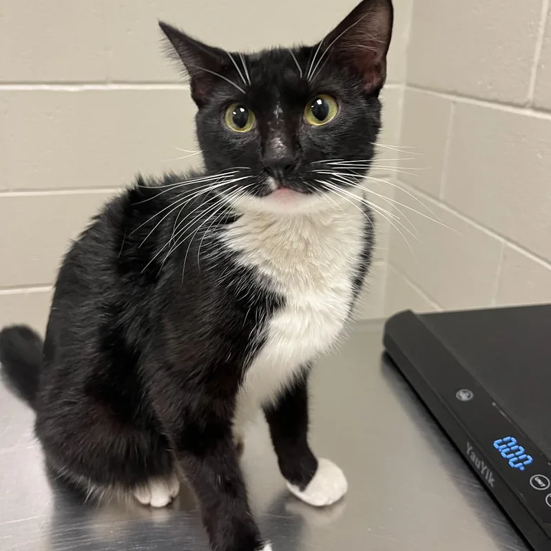 An adult medium-sized female Black Domestic Short Hair cat named Victoria for adoption in Bristol, IN