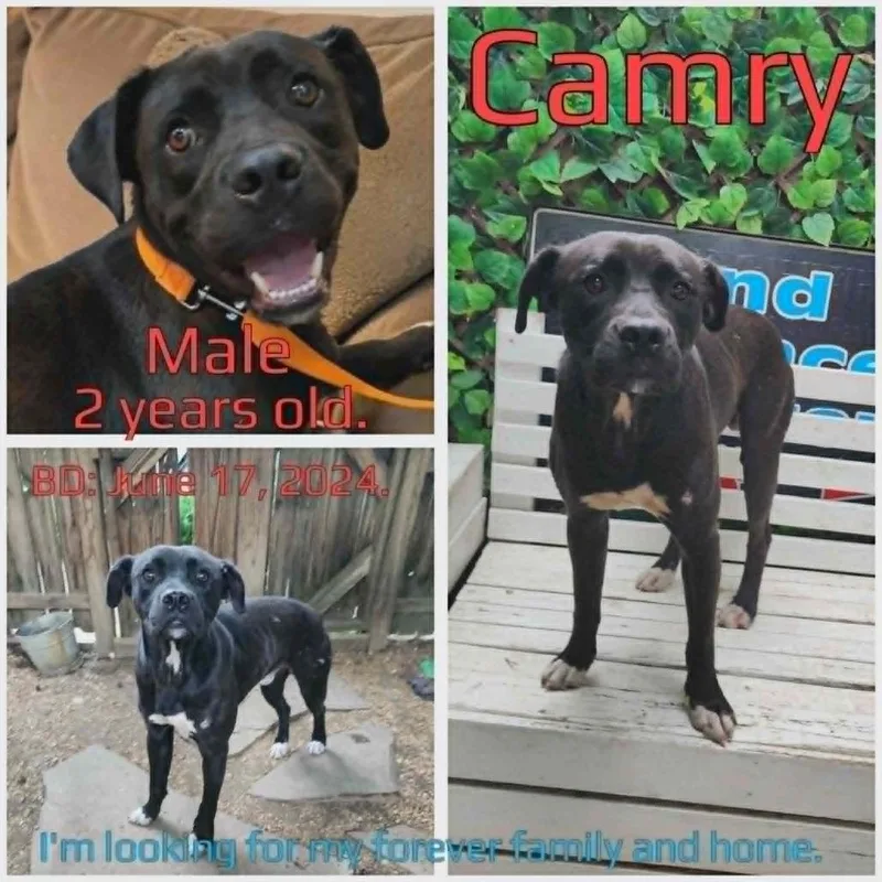 An adult medium-sized male Black Mixed Breed dog named Camry for adoption in Boaz, AL