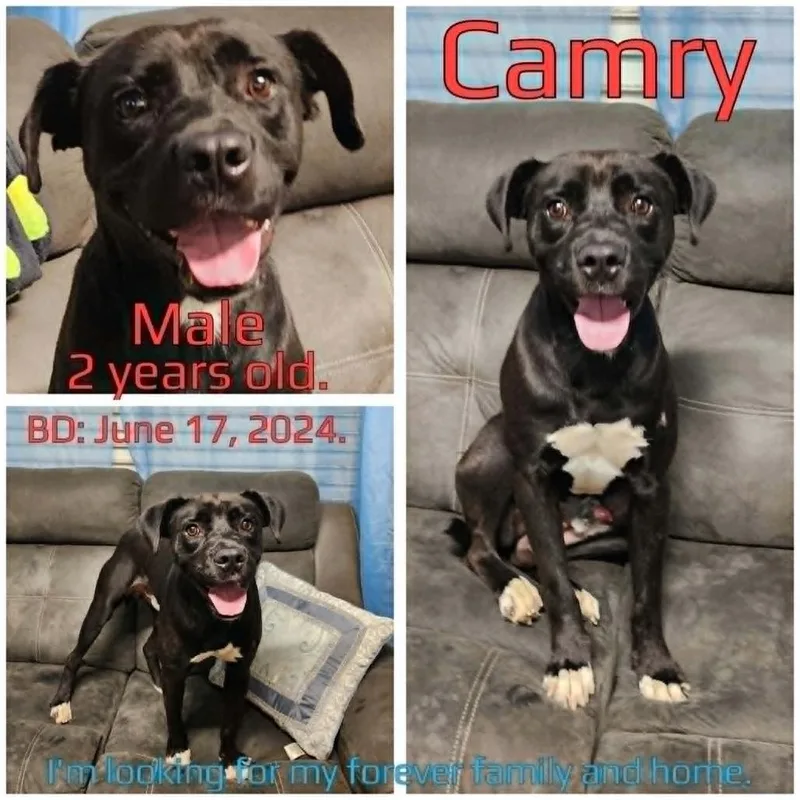 Camry thumbnail 3