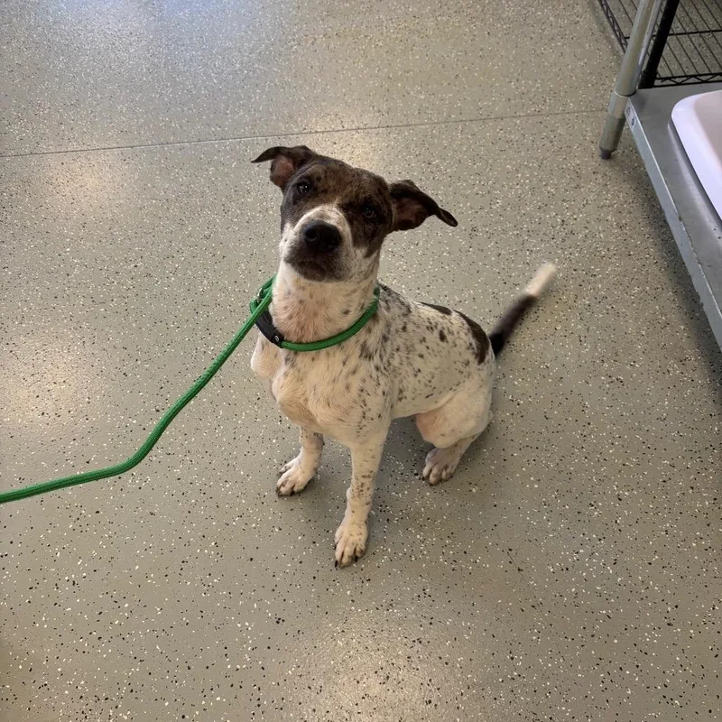 A young large-sized female Brown / Chocolate German Shorthaired Pointer dog named Tempah for adoption in Galax, VA