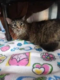 An adult large-sized female Domestic Medium Hair cat named Chrissy for adoption in Independence, MO