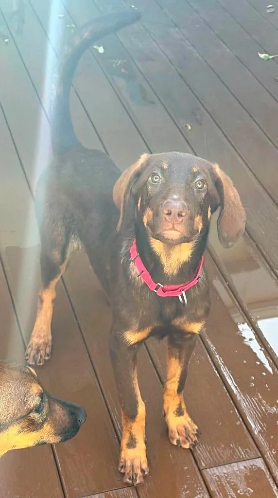 A baby medium-sized female Doberman Pinscher dog named Twix for adoption in St. Augustine, FL