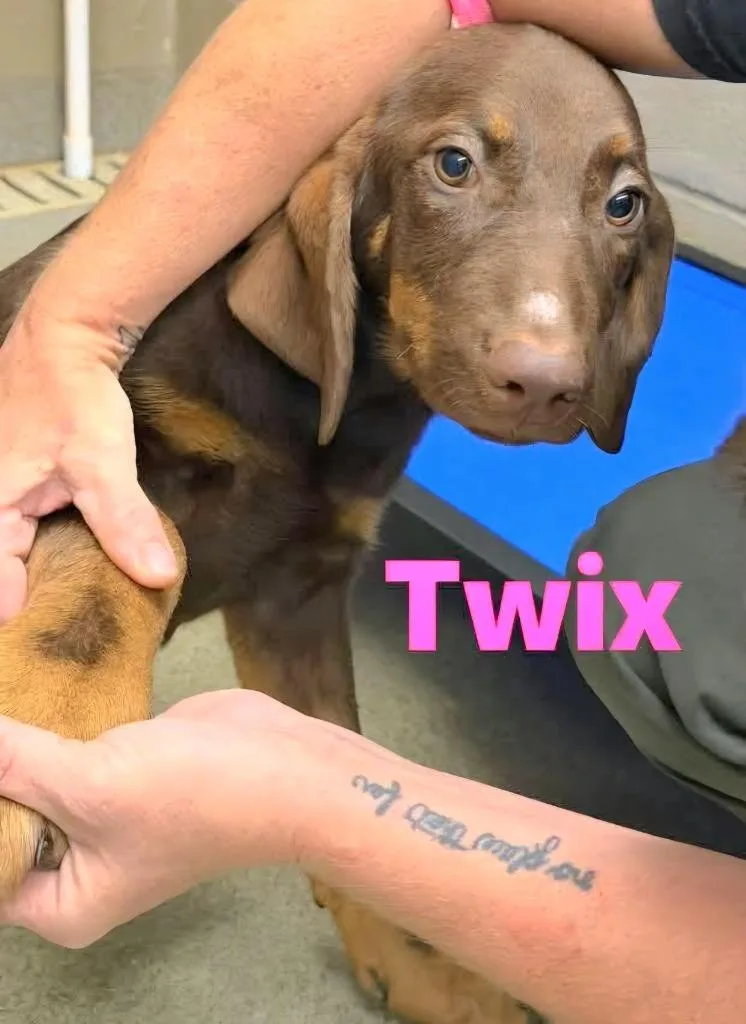 Twix thumbnail 2