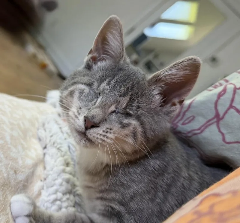 A baby small-sized female Tabby cat named Roomba for adoption in Warren, CT