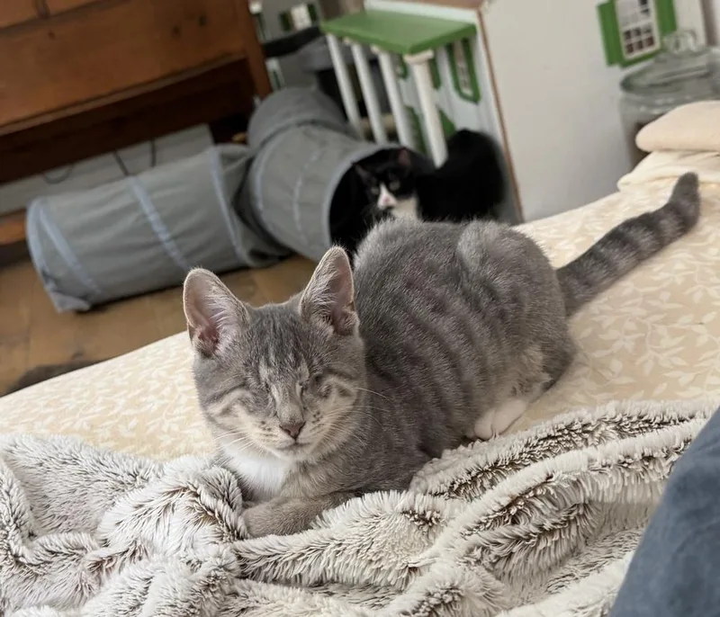 Roomba thumbnail 2