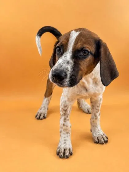 A baby medium-sized female Hound dog named Dolly for adoption in Dahlonega, GA