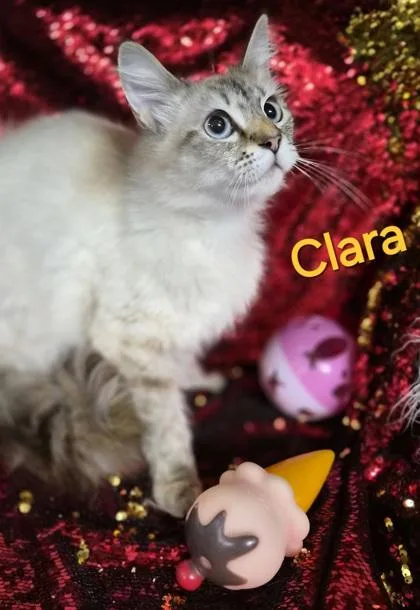 Clara thumbnail 2