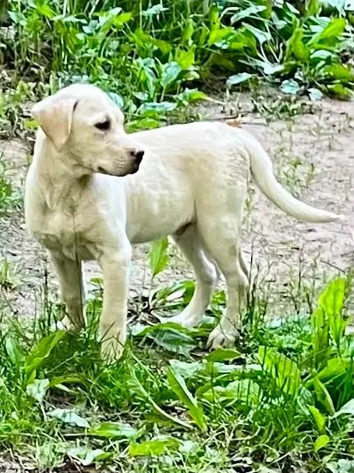 A baby large-sized male Yellow Labrador Retriever dog named Patriot for adoption in Munising, MI