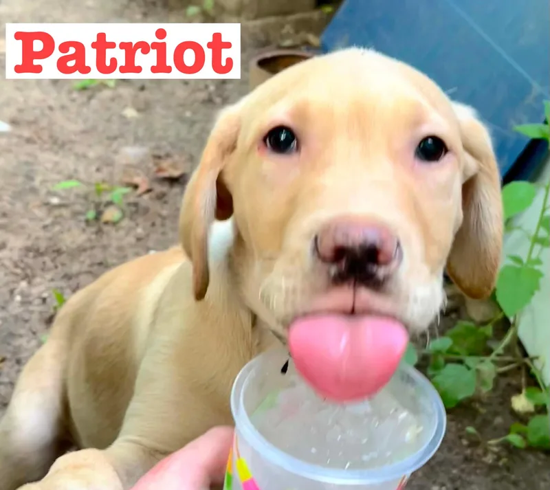 Patriot thumbnail 3