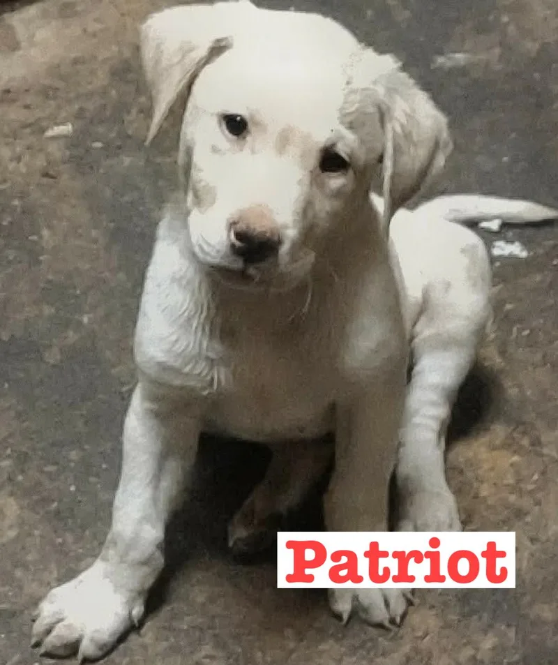 Patriot thumbnail 4
