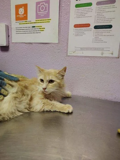 A baby small-sized female Orange / Red Domestic Medium Hair cat named 60822624 for adoption in El Paso, TX