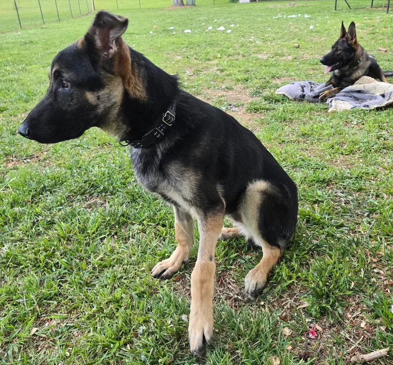 A young large-sized male German Shepherd Dog dog named Fabien for adoption in Rome, GA