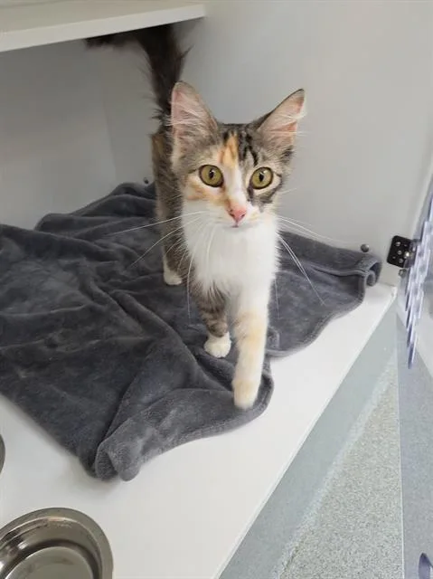 A young medium-sized female Domestic Medium Hair cat named Puff for adoption in Indianapolis, IN