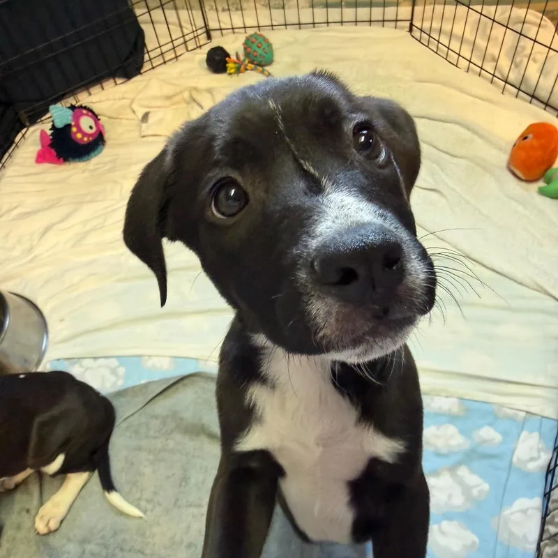 A baby small-sized male Black Mixed Breed dog named Bunsen for adoption in Flagstaff, AZ