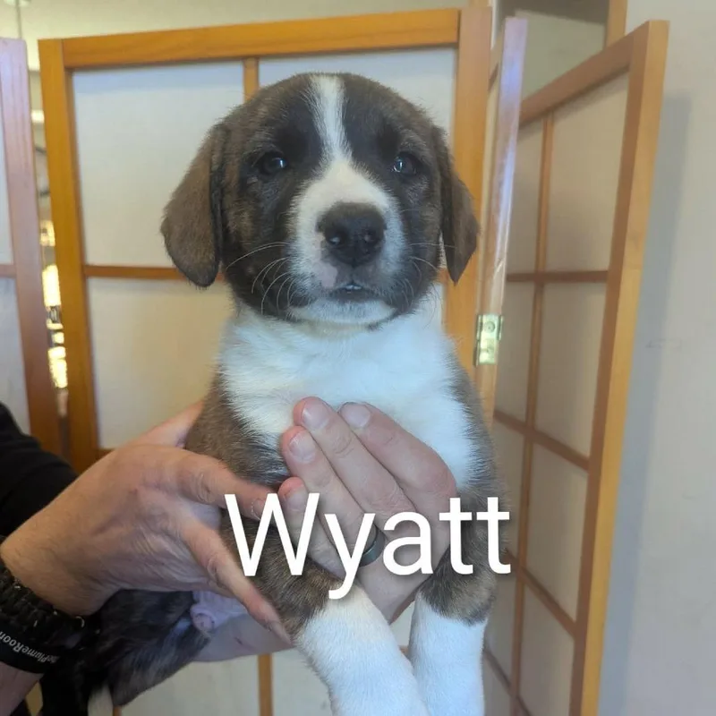 Wyatt D