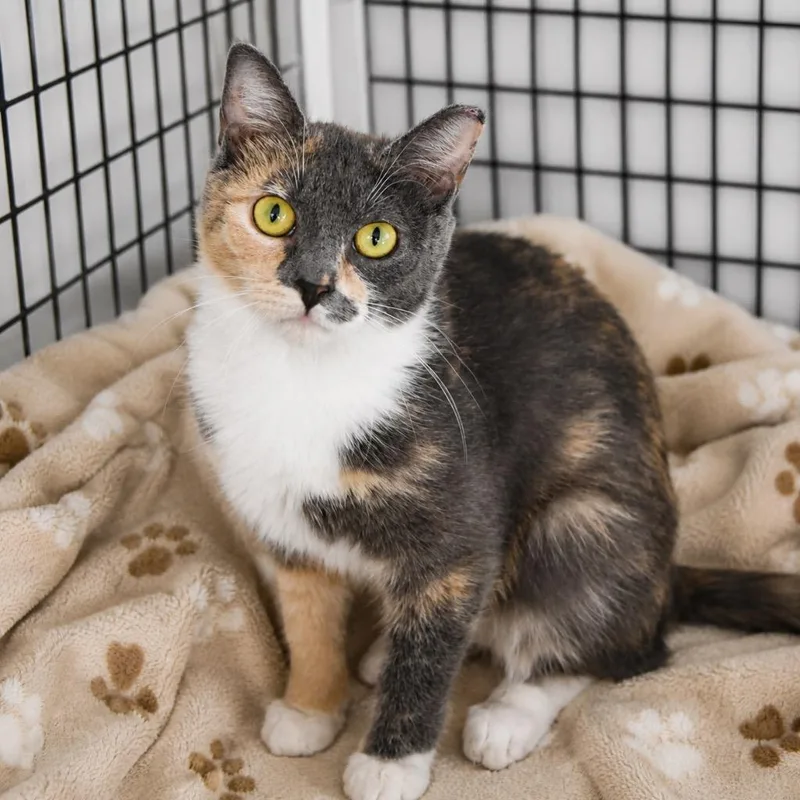 A young large-sized female Domestic Short Hair cat named Pastina for adoption in Ewing, NJ