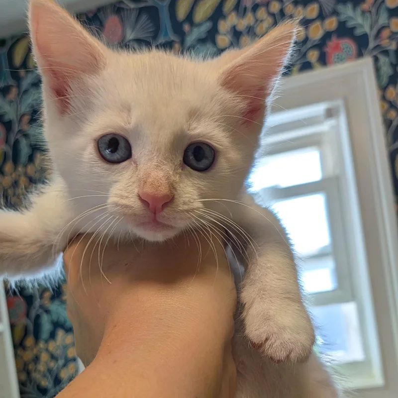 A baby medium-sized male Flame Point Domestic Short Hair cat named Coconut for adoption in Bellmawr, NJ