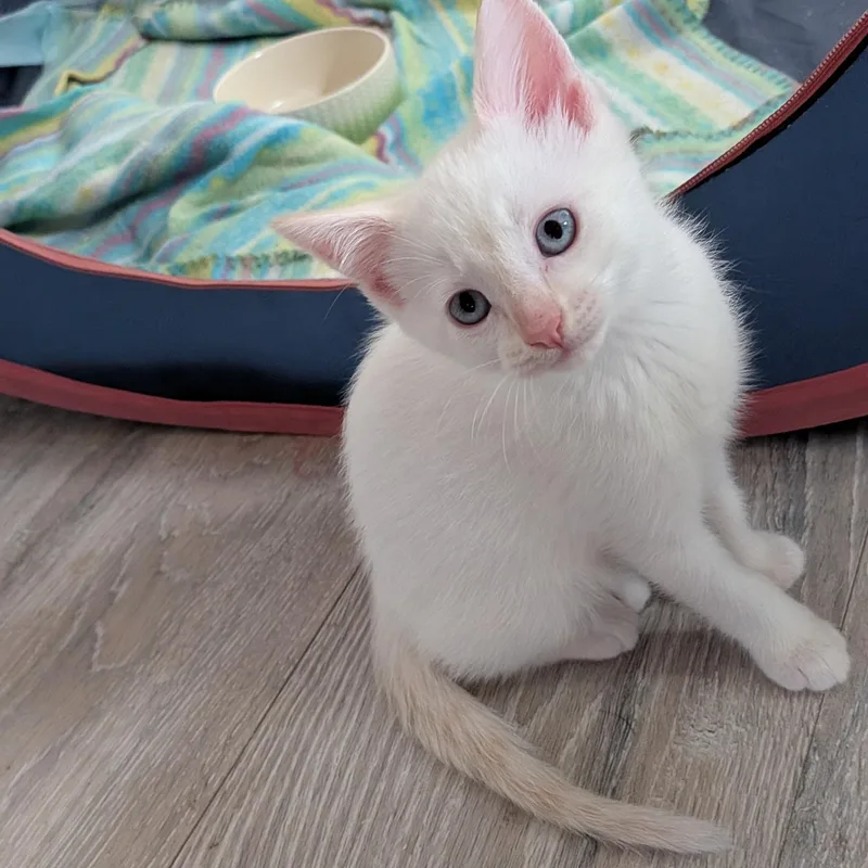 Coconut thumbnail 3
