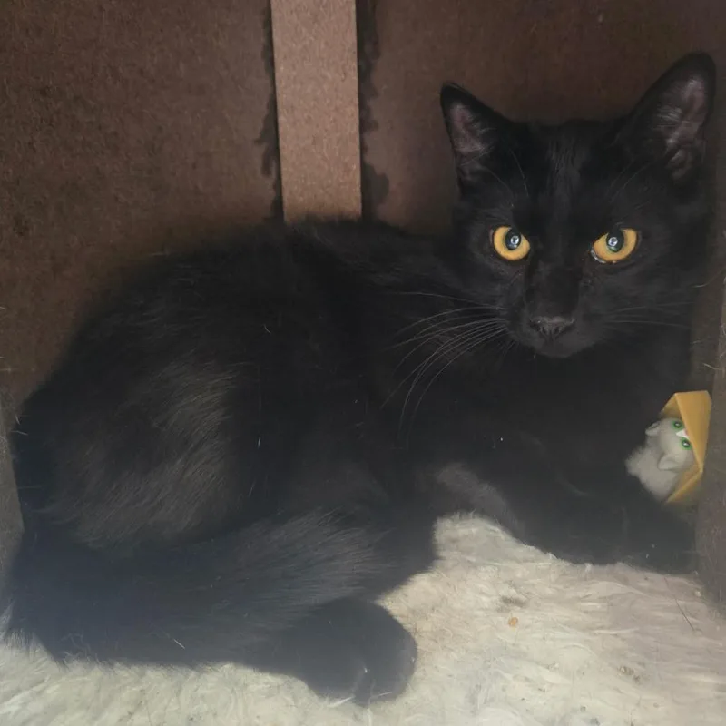 Sriracha thumbnail 2