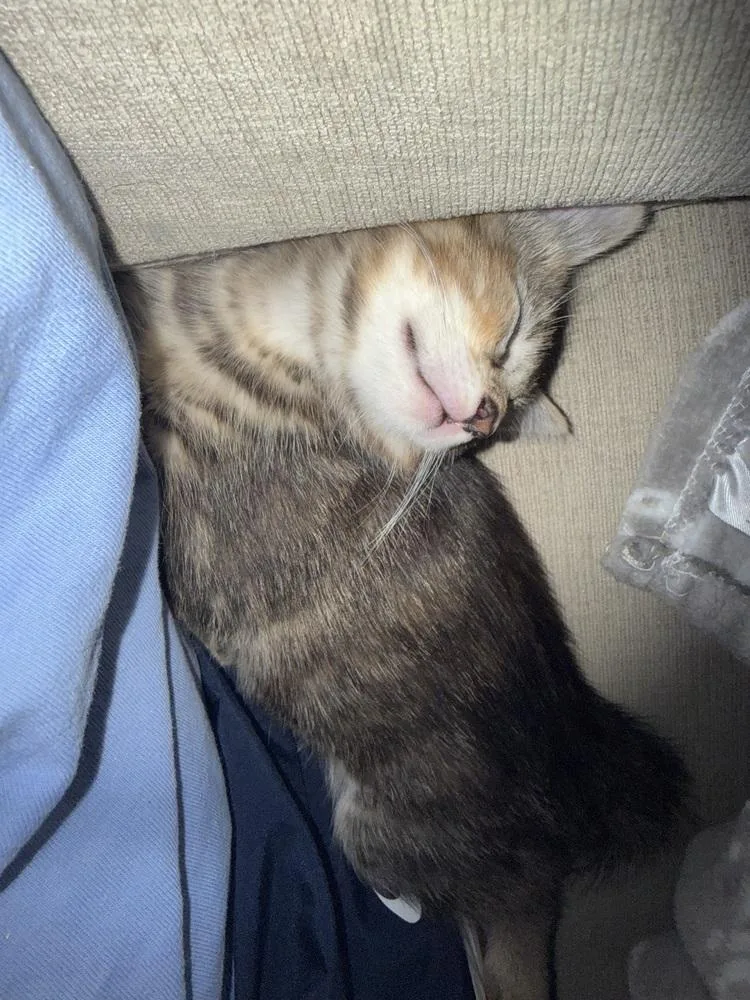 A baby small-sized female Domestic Short Hair cat named Juniper CC for adoption in Dallas, TX
