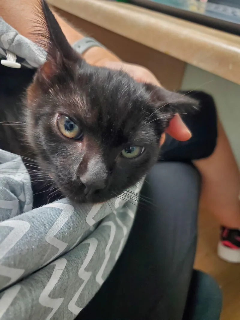 A baby medium-sized male Black Domestic Short Hair cat named Smudge for adoption in Avalon, CA
