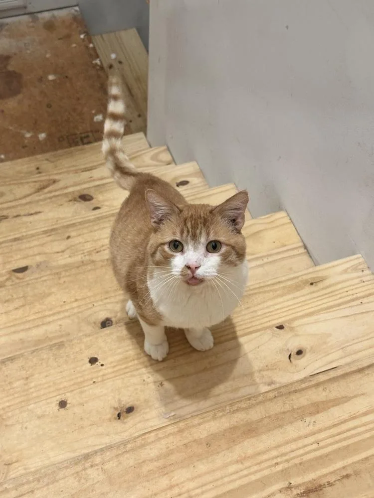 Rebel Pp thumbnail 2