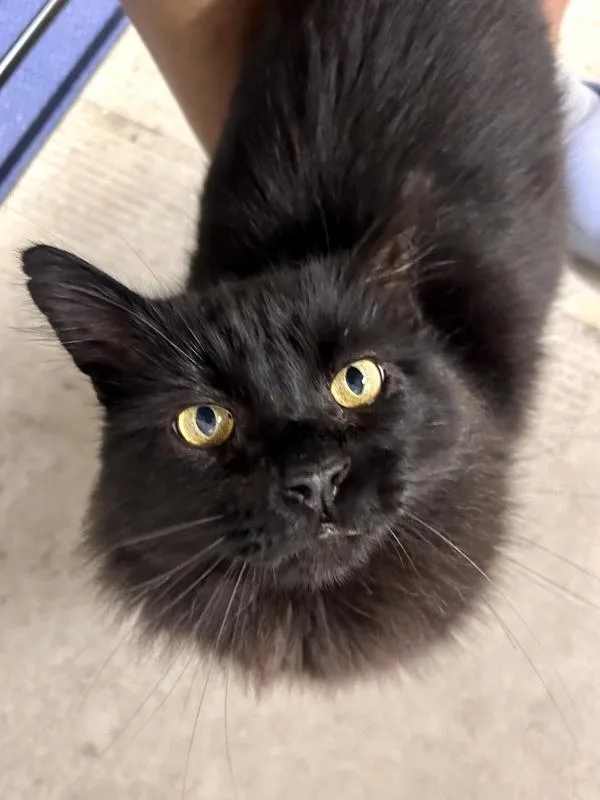 Loki