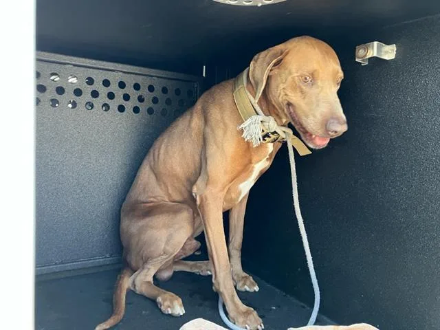 An adult large-sized male Doberman Pinscher dog named Drakeo for adoption in Long Beach, CA