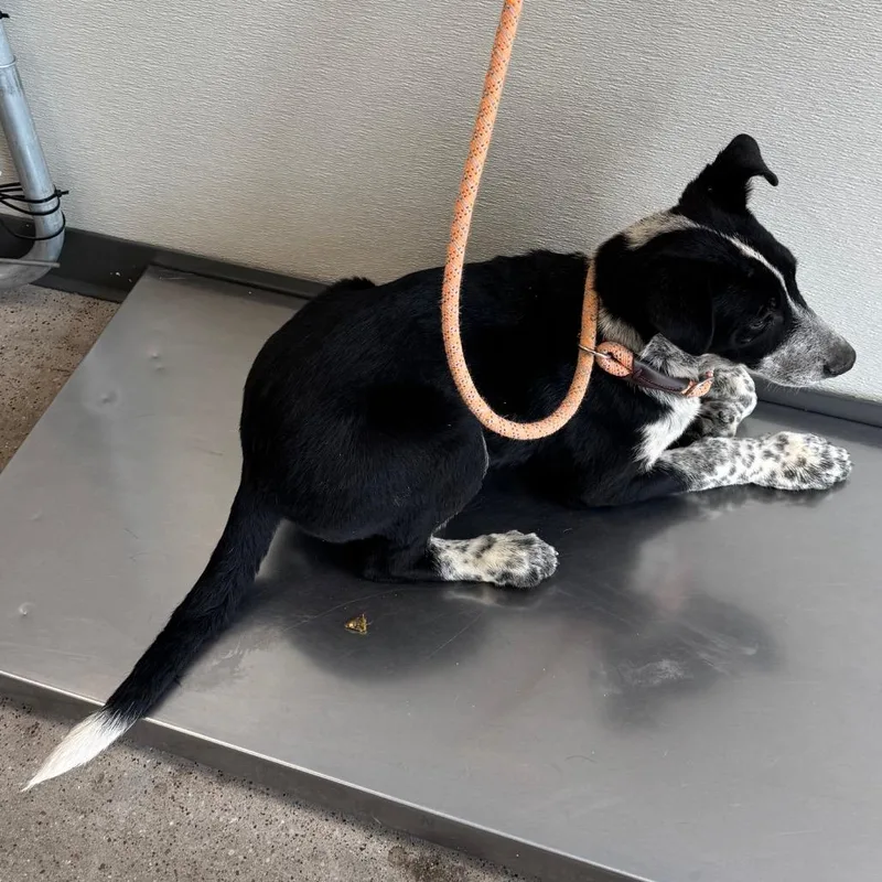 A baby medium-sized male Black Mixed Breed dog named Boy for adoption in Las Cruces, NM