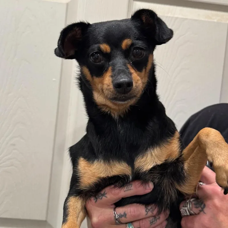 An adult small-sized female Chihuahua dog named Candy for adoption in Amarillo, TX