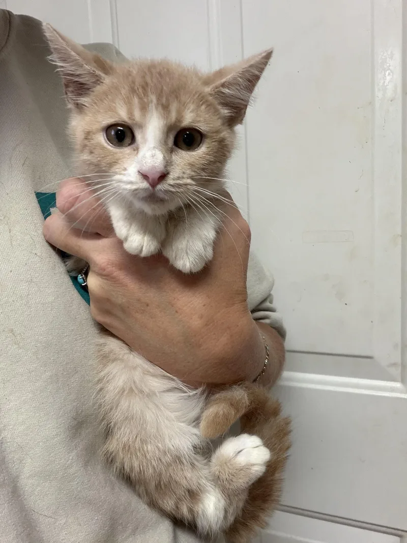 A baby medium-sized male Tabby cat named Preston for adoption in Columbia, SC